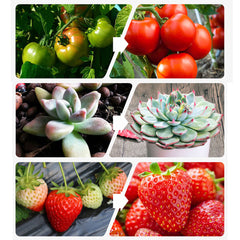 1/3/4 Kopf LED Pflanzenlampe Vollspektrum USB Anstecklampe für Zimmerpflanzen, Setzlinge, Blumen, Growzelt