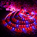 DC12V 5M Non-Waterproof SMD5050 Grow LED Strip Light, R:B 3:1 + 5A Power Adapter + Female Connector