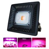 Full Spectrum 30W/50W COB LED Grow Light, Waterproof Phyto Lamp for Indoor Plants, Vegetables, Flowers, AC220V