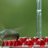 Hummingbird Feeder with Perch, Built-In Ant Moat, Easy to Fill and Clean