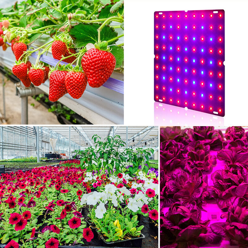 169/81 LED Full Spectrum Grow Light for Indoor Plants, Veg, Flower, Hydroponics - 85-265V