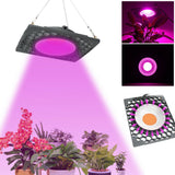 50W Full Spectrum LED Grow Light for Veg, Seed, Greenhouse - Super Cooling, AC110V/220V