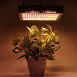 240 LEDs Full Spectrum Plant Grow Light for Indoor Greenhouse Garden - Veg & Bloom Lamp